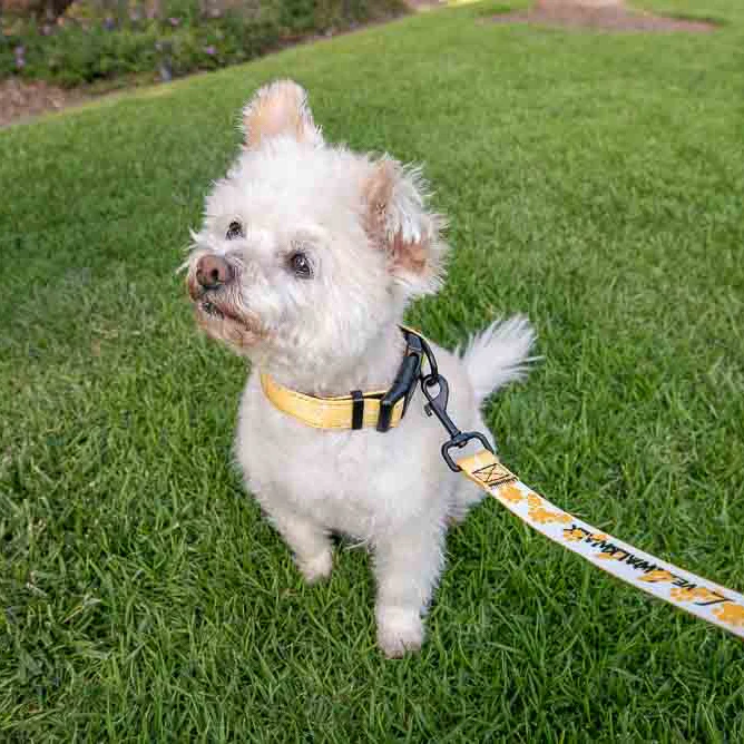 LOVE 4 A WALK - PATTERN #1 PET COLLAR & LEASH - Image 3