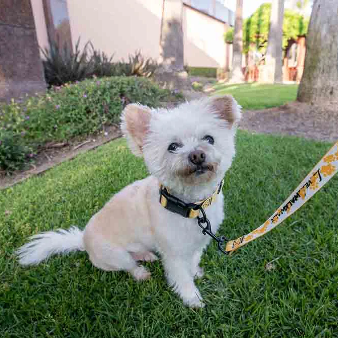 LOVE 4 A WALK - PATTERN #1 PET COLLAR & LEASH - Image 4