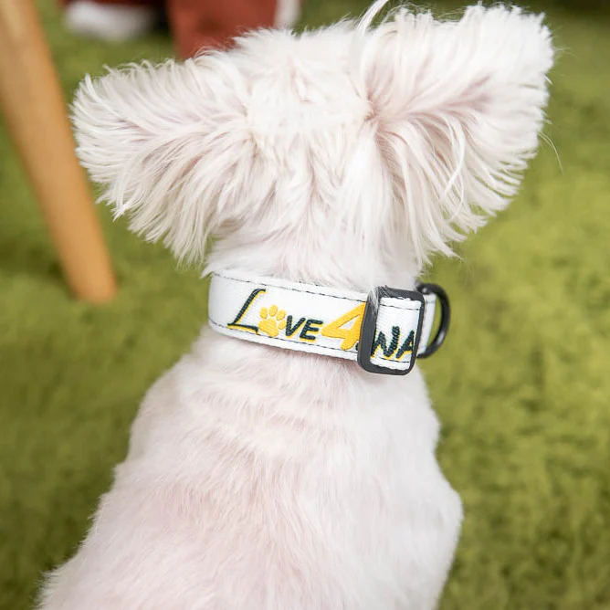 LOVE 4 A WALK - PATTERN #2 PET COLLAR & LEASH - Image 2