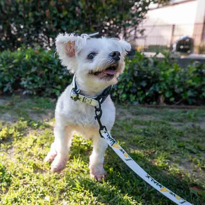 LOVE 4 A WALK - PATTERN #2 PET COLLAR & LEASH - Image 3